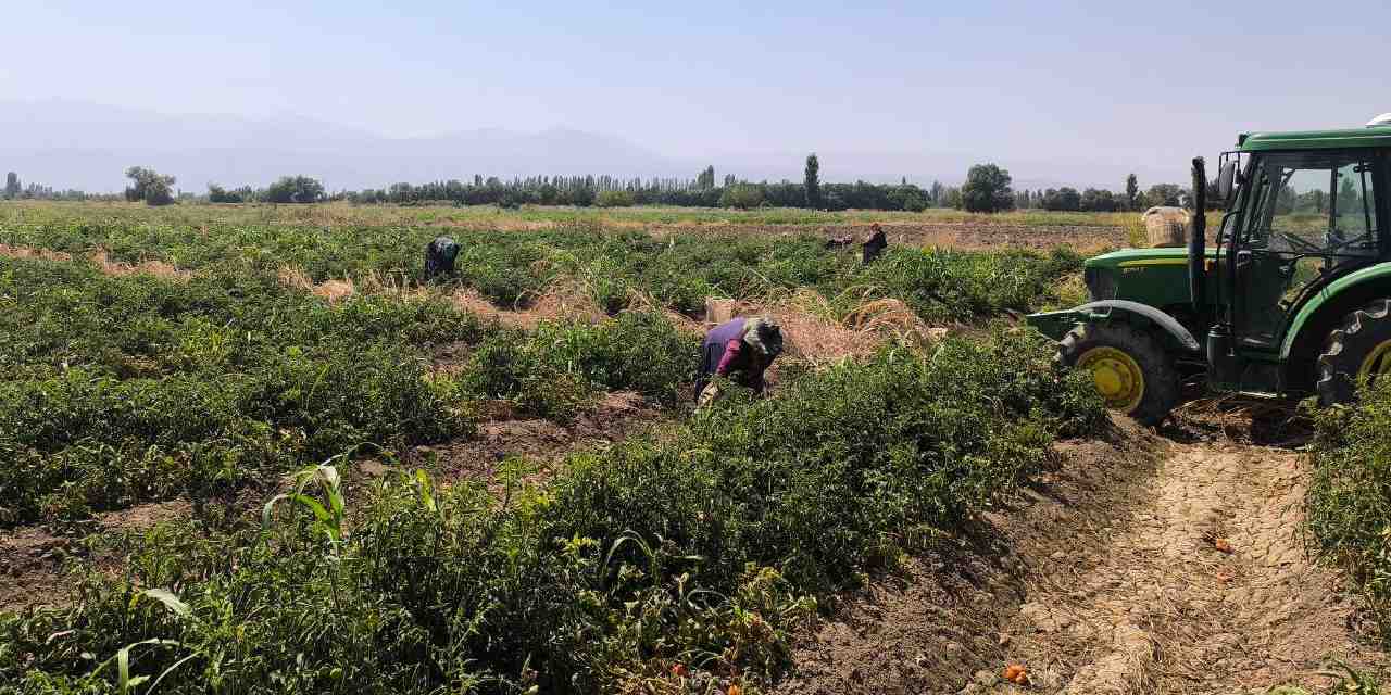 igdirda hasadi basladi kilosu 10 tlden 7 ton hasat bekliyor REeL3Ovg