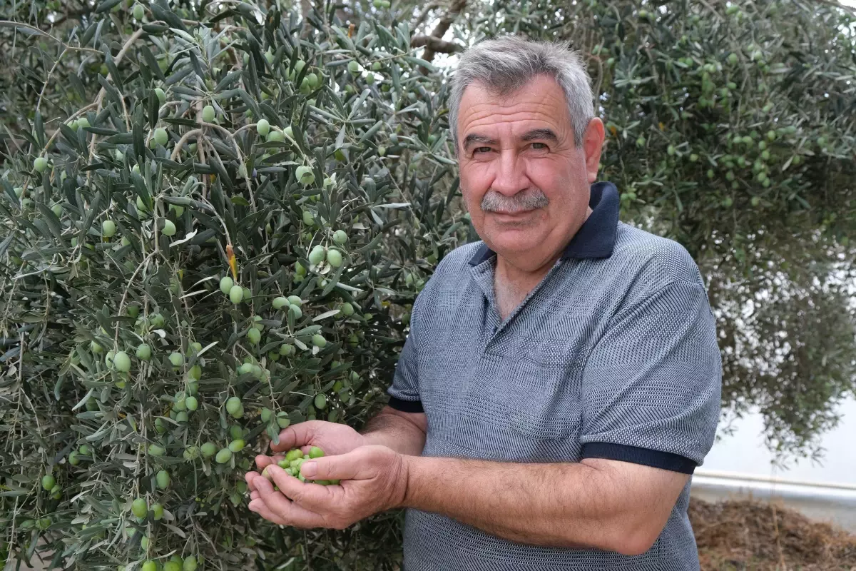 alanyada zeytin hasadi basladi rekolte yuzde 40 d dustu lXh9MgrL.jpg