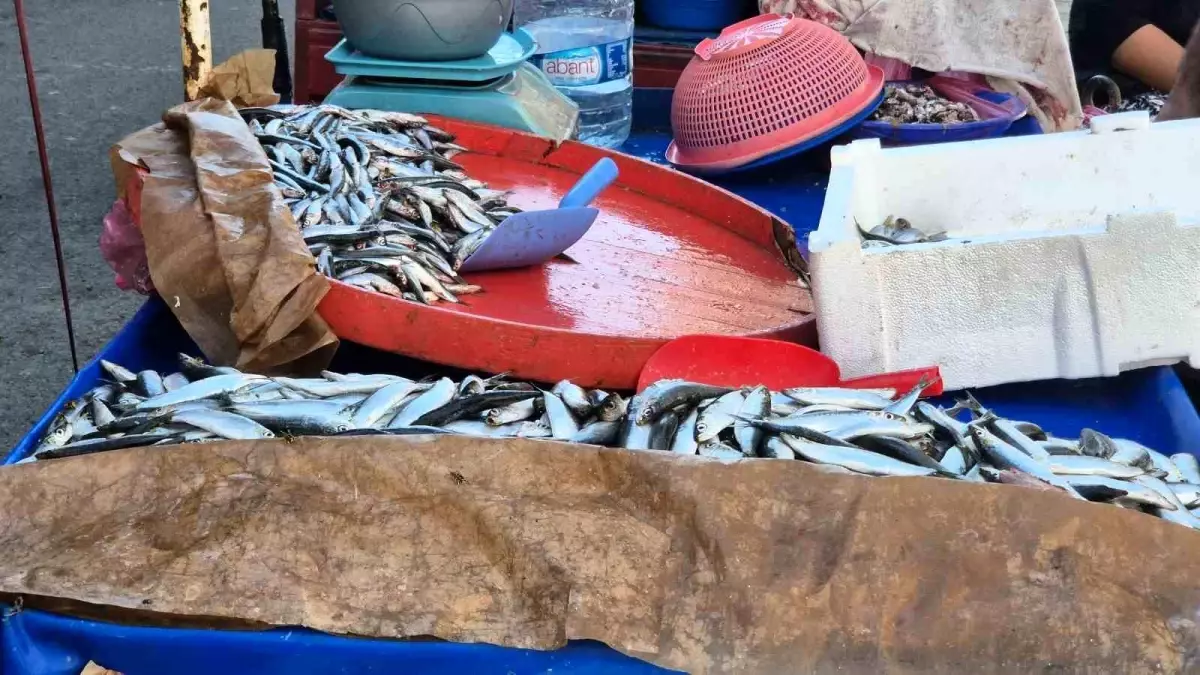 tekirdagda seyyar balik satisi sardalya baligi one cikiyor RR8EsxLm