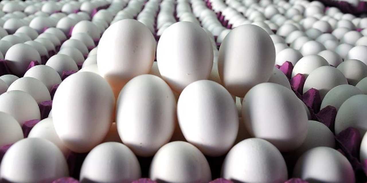 tuik acikladi yumurta azaldi WXmsuPt8.jpg