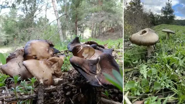 uzmanindan kritik uyari sonbaharda mantar zehirlenmelerine dikkat luJ5kh8U