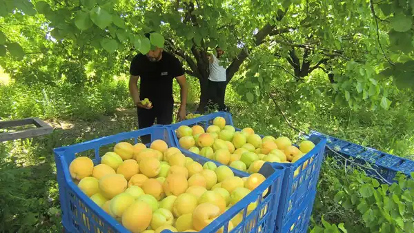 mutun-sari-altini-dallardan-indi-rusya-hindistan-ve-avrupa-ulkelerine-gonderiliyor-lr7GPaqJ